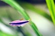 Blue Emperor Tetra